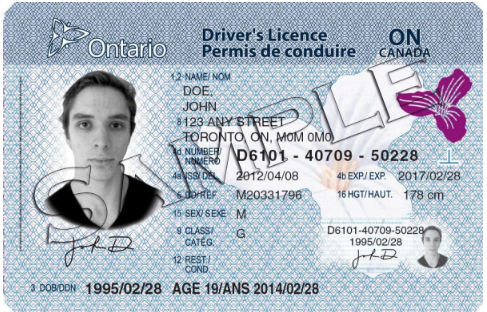 Drivers licence Sample